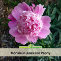 10+ Rare Seeds| Pink Monsieur Jules Elie Peony Seeds (Paeonia, Chinese Peony) – Heirloom Perennial Flower Seeds for Colorful Garden Blooms, Ornamental Landscaping & Cut Flowers#B043