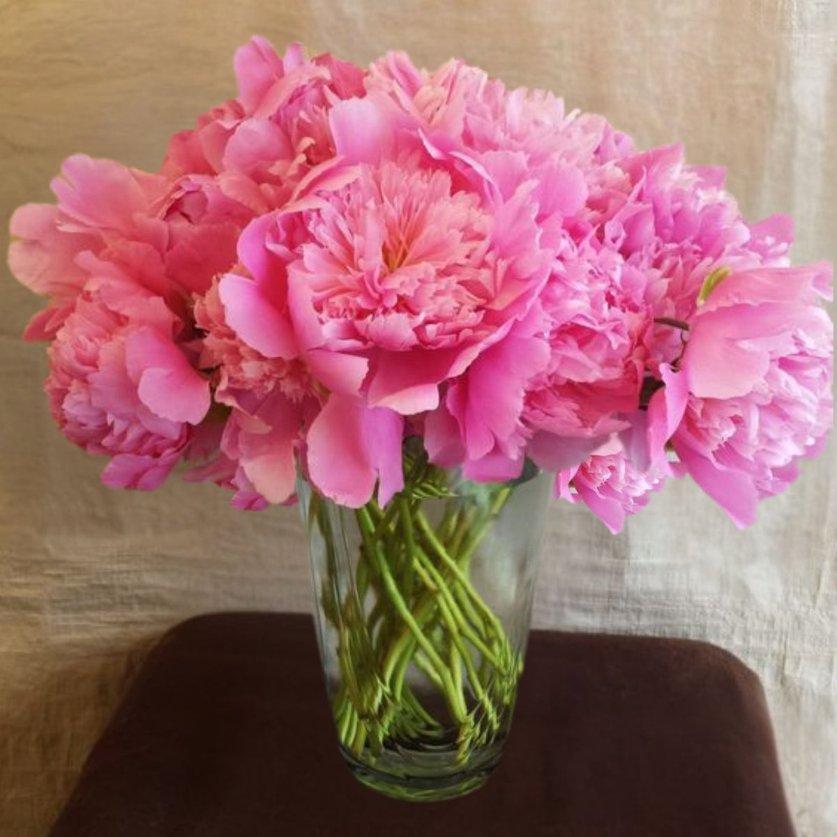 Pink Monsieur Jules Elie Peony Seeds - Chinese Peony, 10+ seeds