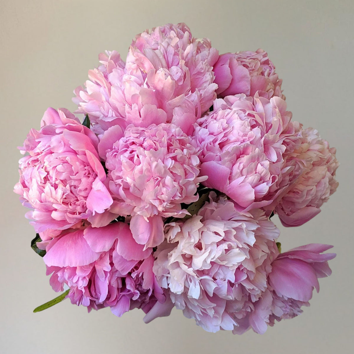 Pink Monsieur Jules Elie Peony Seeds - Chinese Peony, 10+ seeds