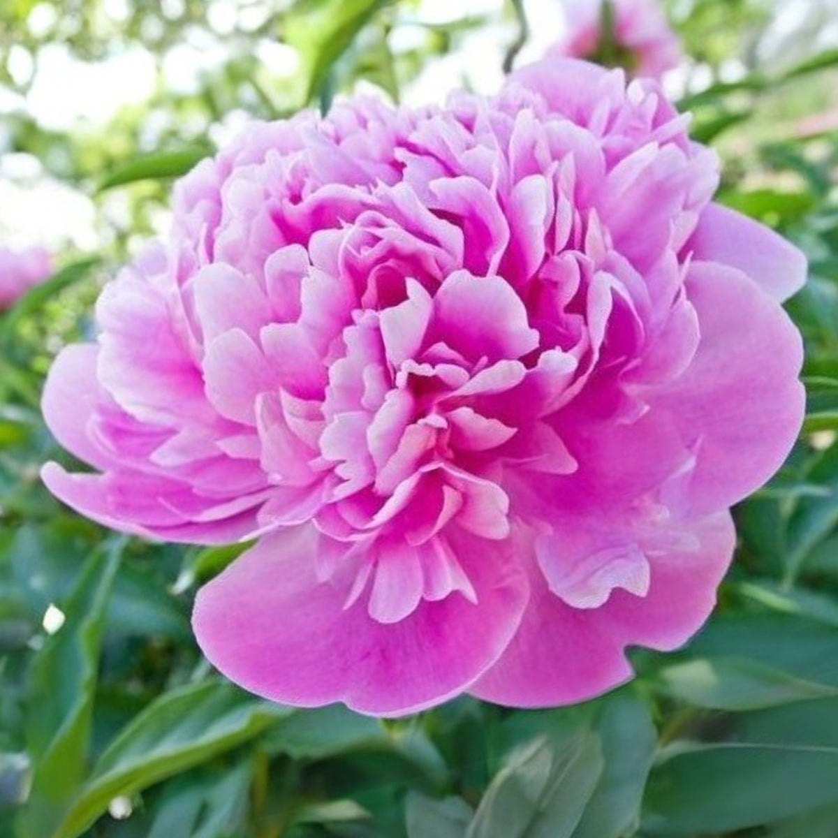 Pink Monsieur Jules Elie Peony Seeds - Chinese Peony, 10+ seeds