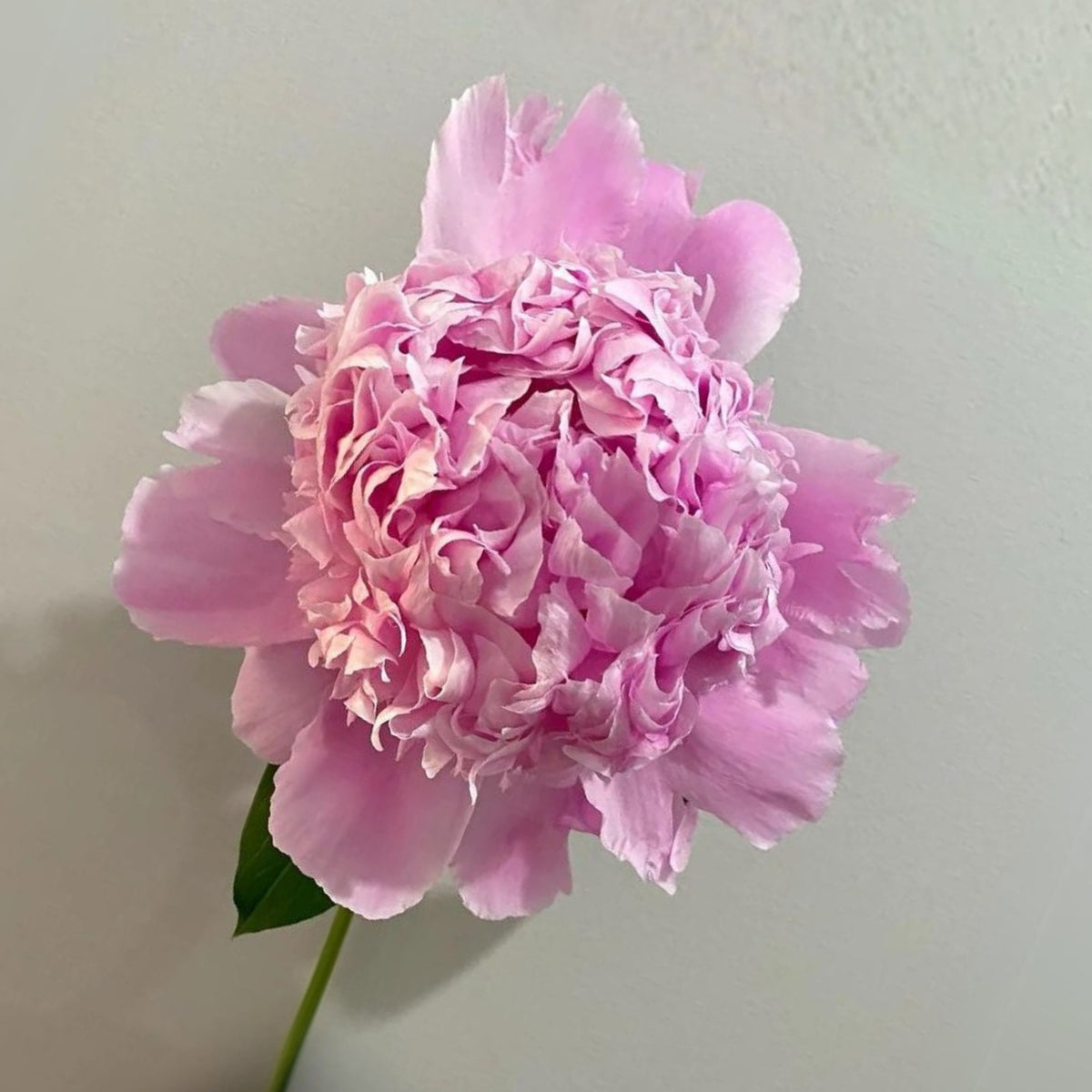 Pink Monsieur Jules Elie Peony Seeds - Chinese Peony, 10+ seeds