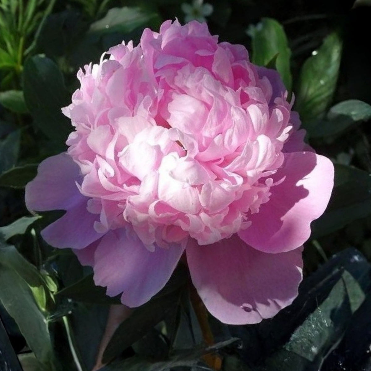 Pink Monsieur Jules Elie Peony Seeds - Chinese Peony, 10+ seeds