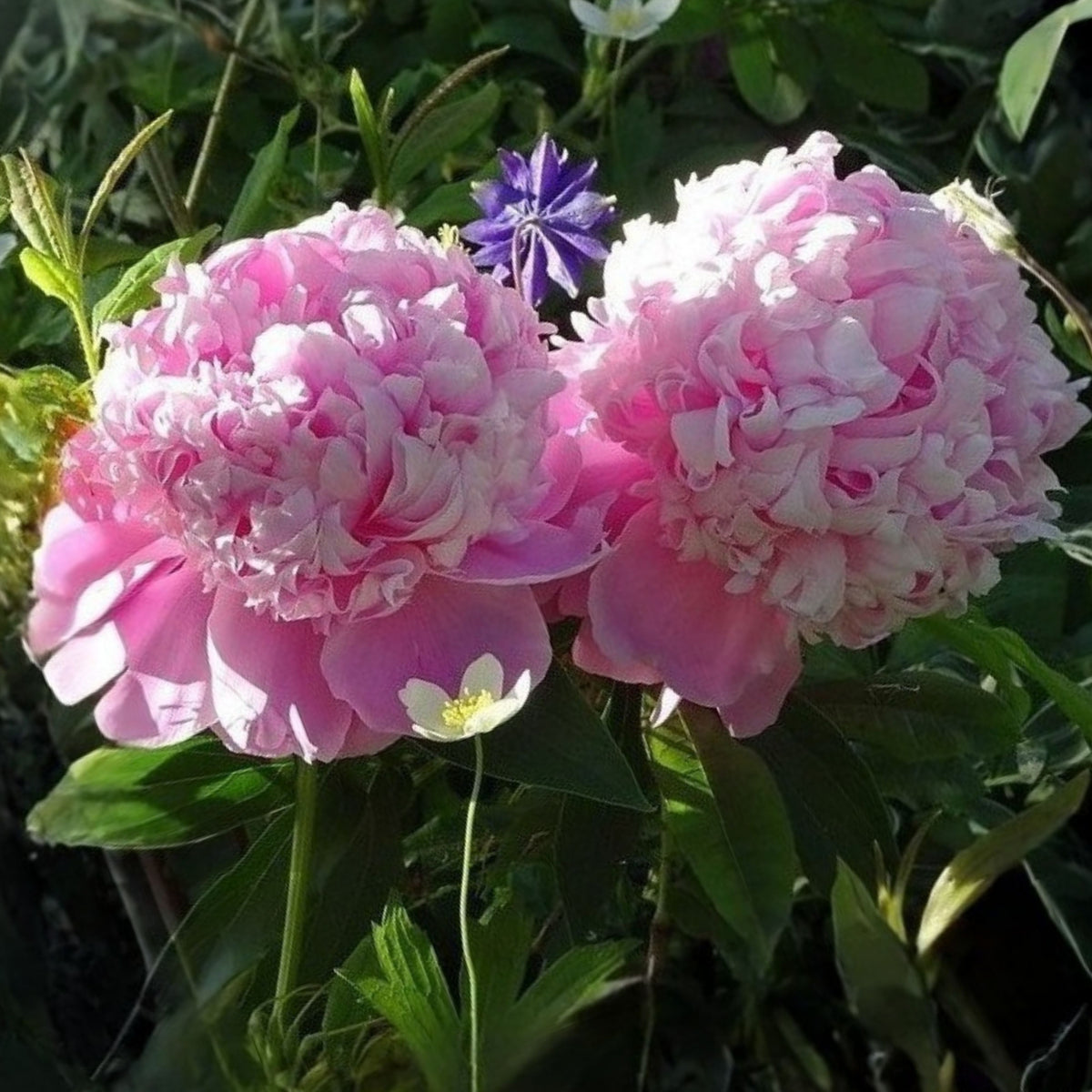 Pink Monsieur Jules Elie Peony Seeds - Chinese Peony, 10+ seeds