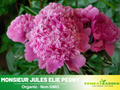 10+ Rare Seeds| Pink Monsieur Jules Elie Peony Seeds (Paeonia, Chinese Peony) – Heirloom Perennial Flower Seeds for Colorful Garden Blooms, Ornamental Landscaping & Cut Flowers#B043
