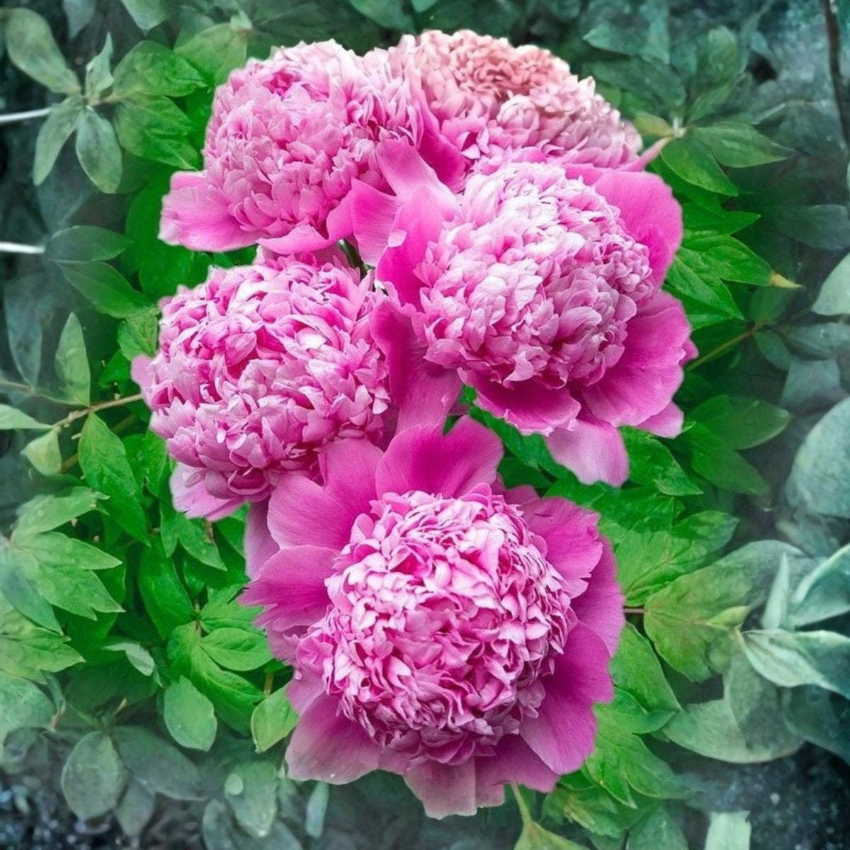 Pink Monsieur Jules Elie Peony Seeds - Chinese Peony, 10+ seeds