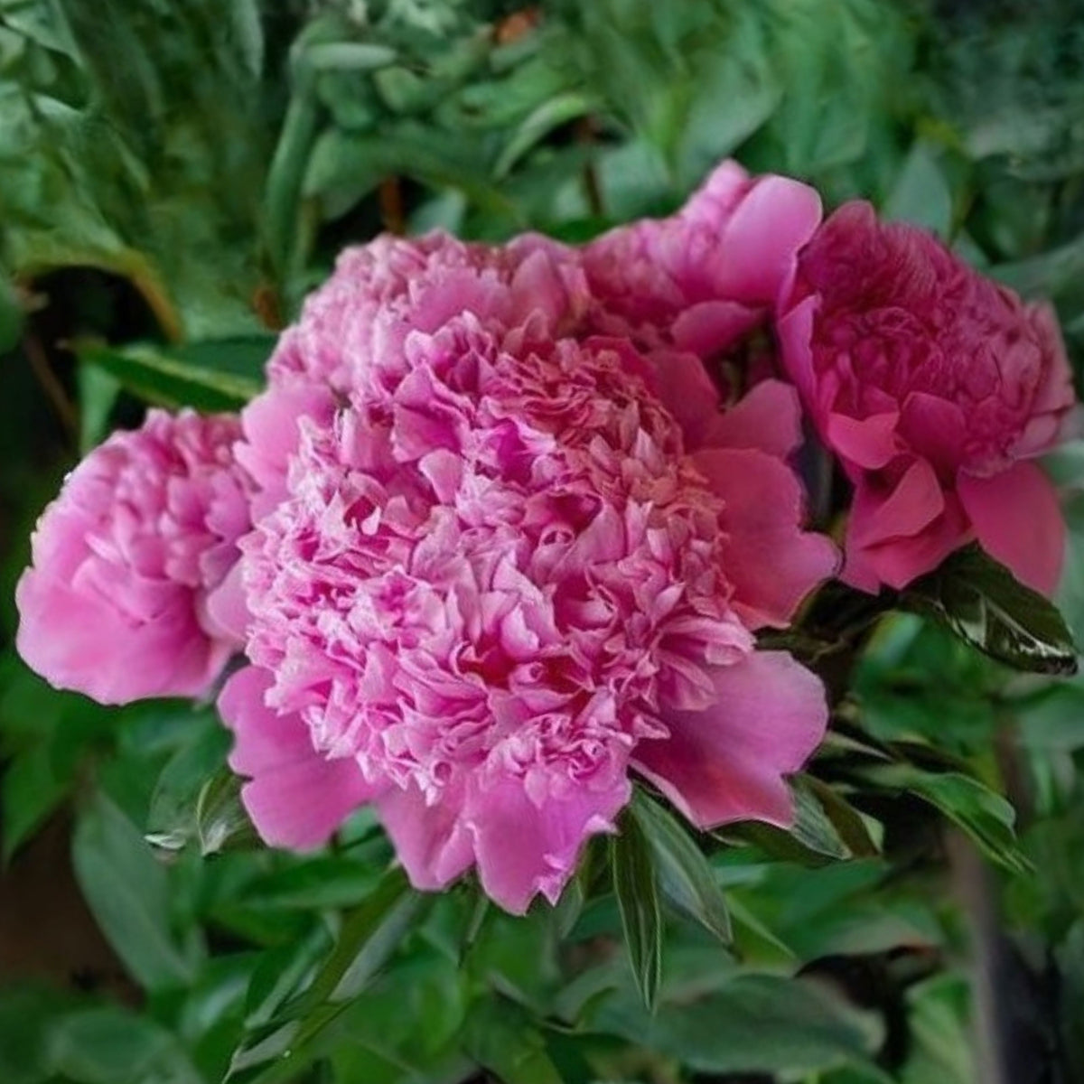 Pink Monsieur Jules Elie Peony Seeds - Chinese Peony, 10+ seeds