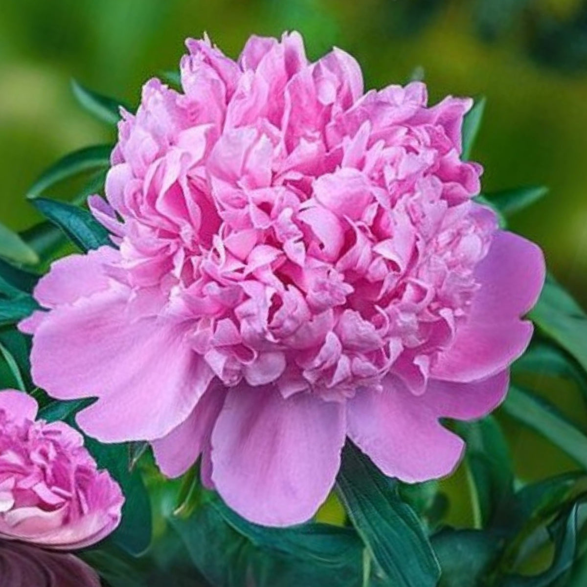 Pink Monsieur Jules Elie Peony Seeds - Chinese Peony, 10+ seeds