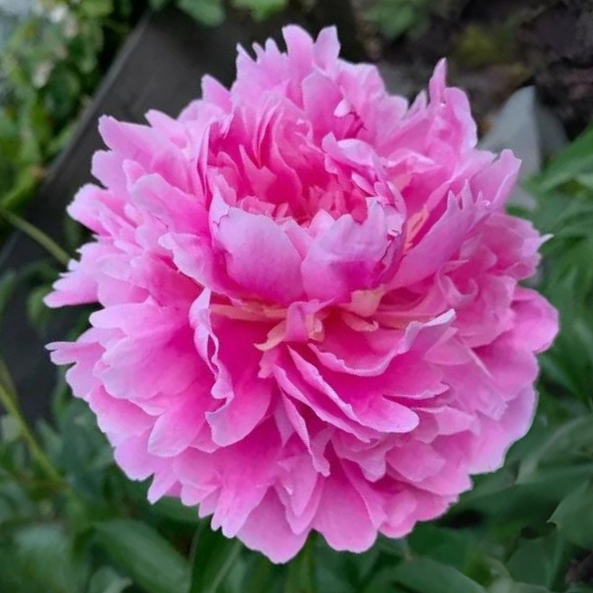 Pink Monsieur Jules Elie Peony Seeds - Chinese Peony, 10+ seeds