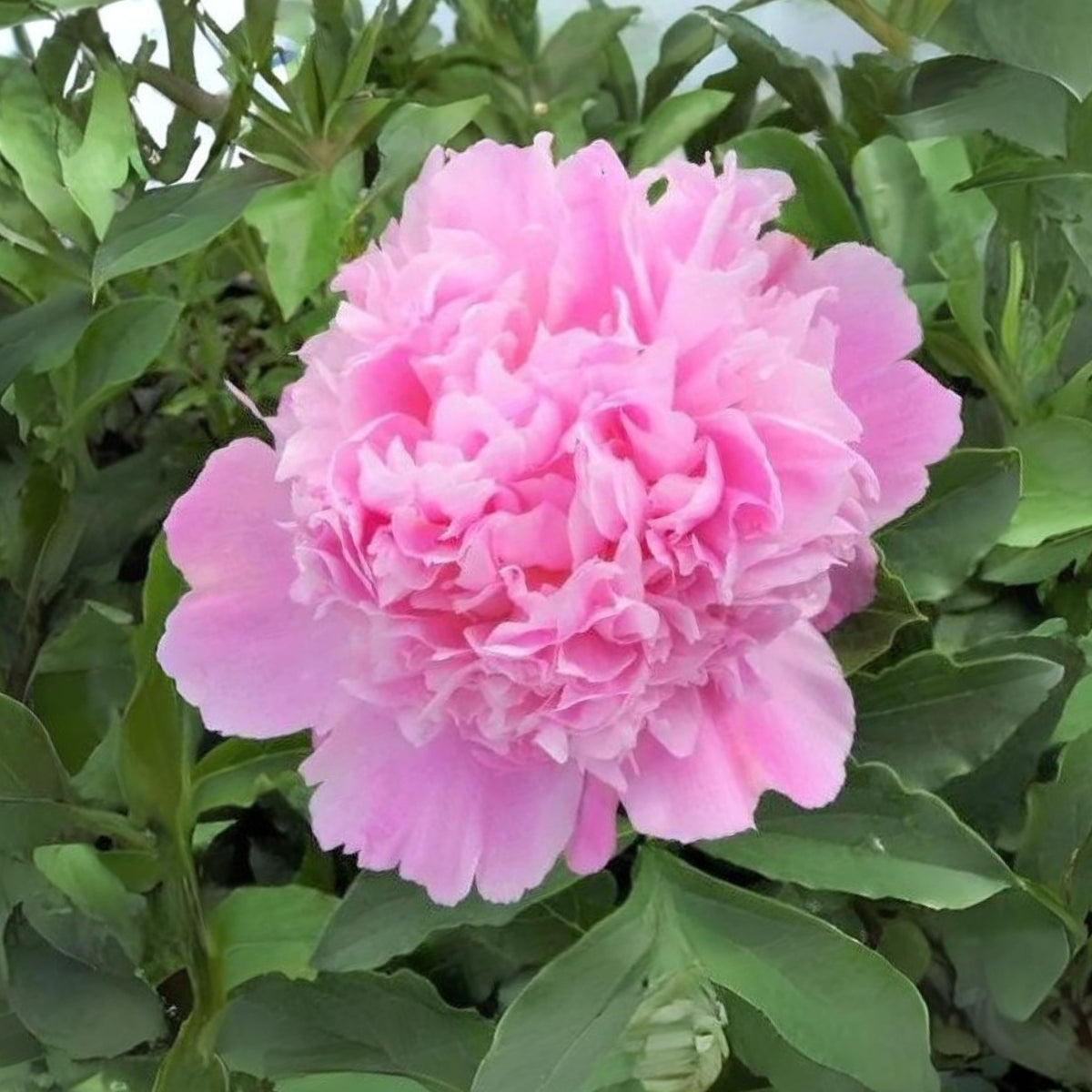 Pink Monsieur Jules Elie Peony Seeds - Chinese Peony, 10+ seeds