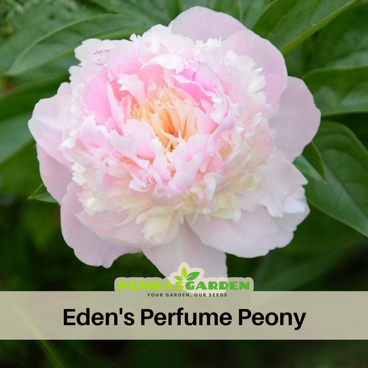 Eden's Perfume Peony Seeds - Herbaceous, 10+ seeds