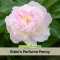 10+ Rare Seeds|   Eden's Perfume  Peony Seeds (Paeonia, Herbaceous Peony) – Rare Heirloom - Open Pollinated -  Romantic Perennial Blooms for Cottage Garden, Fragrant Cut Flowers, Easy to Grow #B044