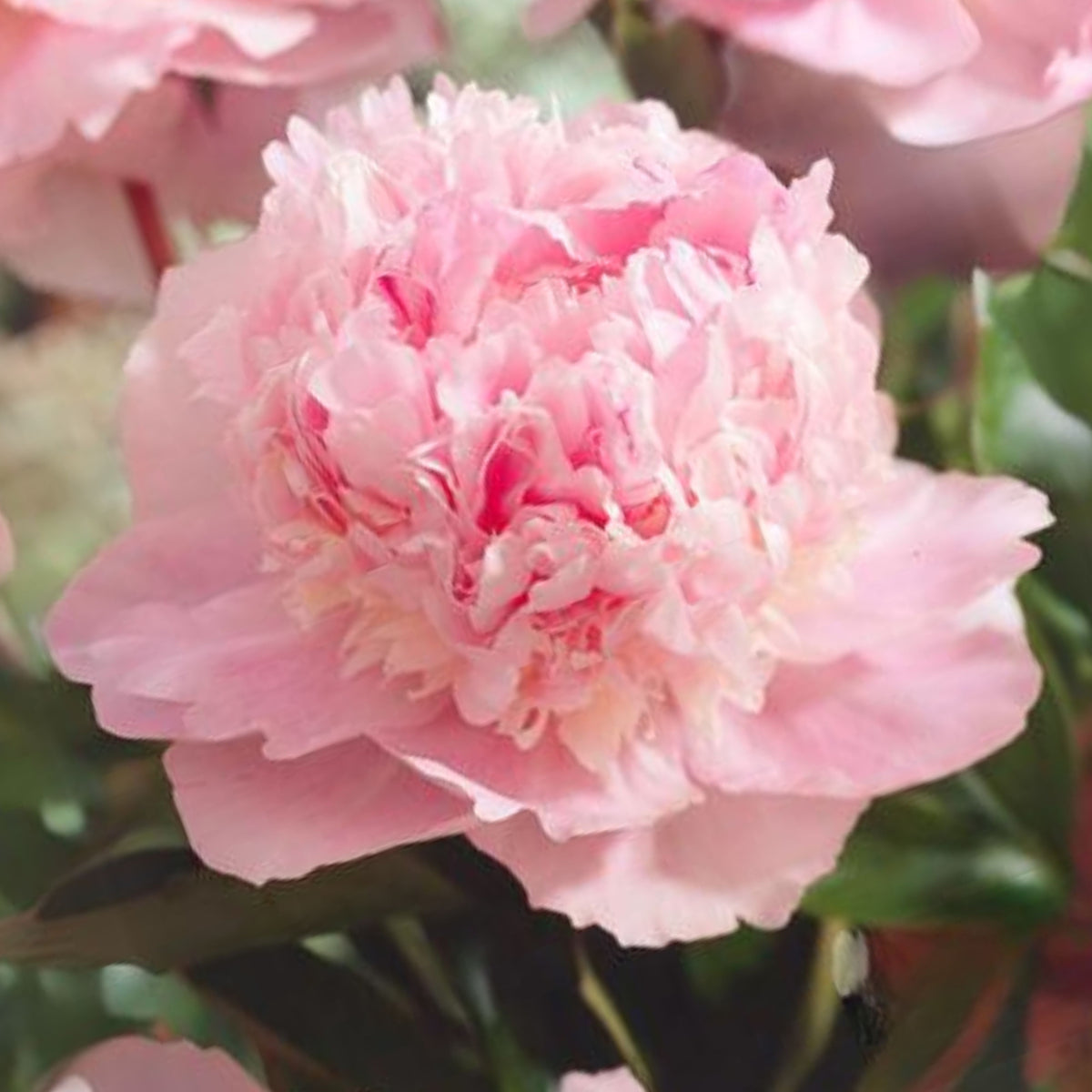 Eden's Perfume Peony Seeds - Herbaceous, 10+ seeds