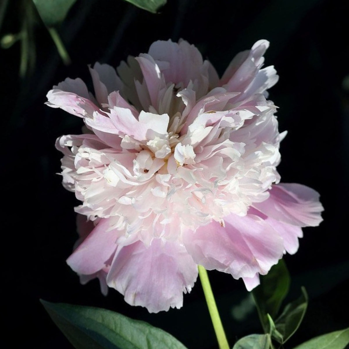 Eden's Perfume Peony Seeds - Herbaceous, 10+ seeds