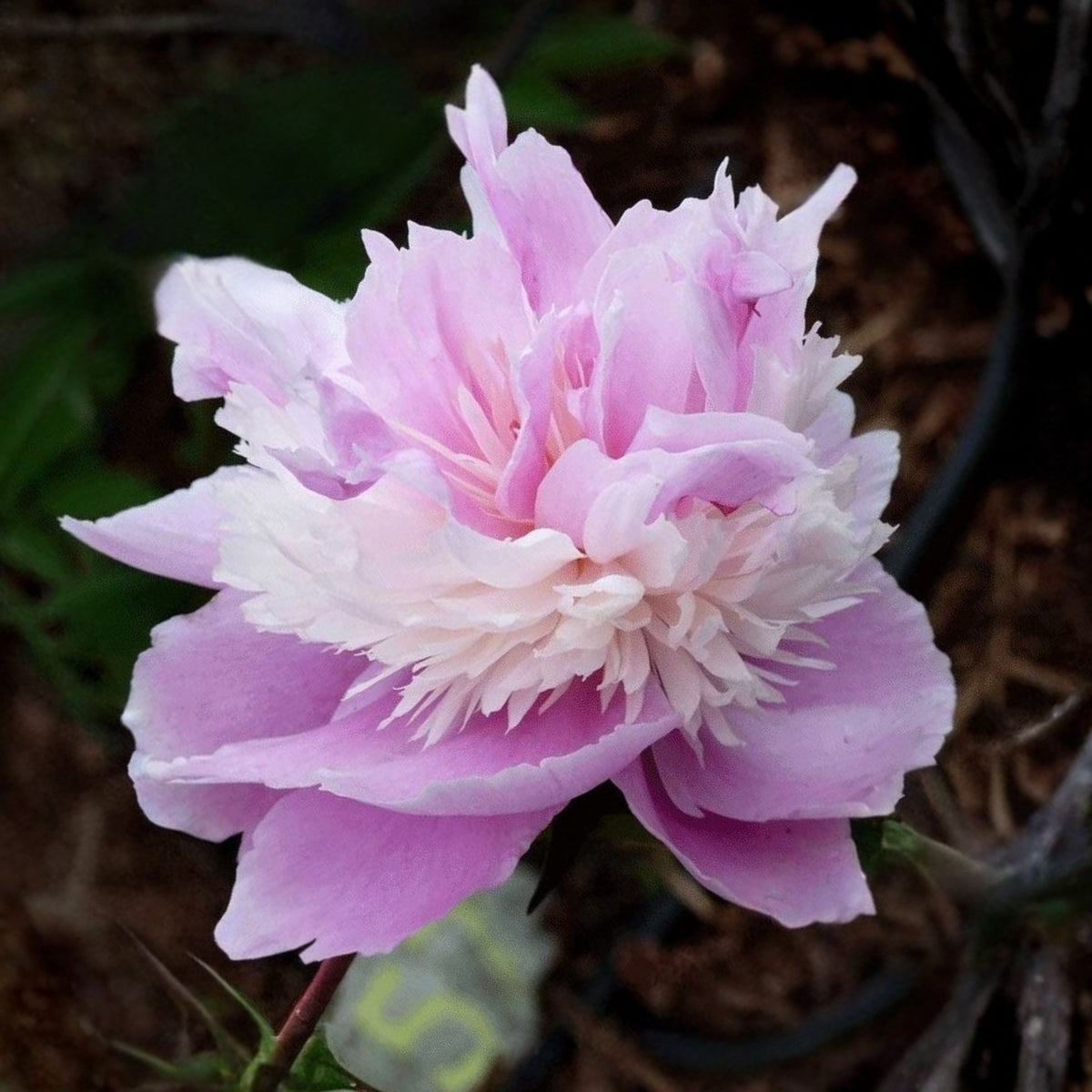 Eden's Perfume Peony Seeds - Herbaceous, 10+ seeds