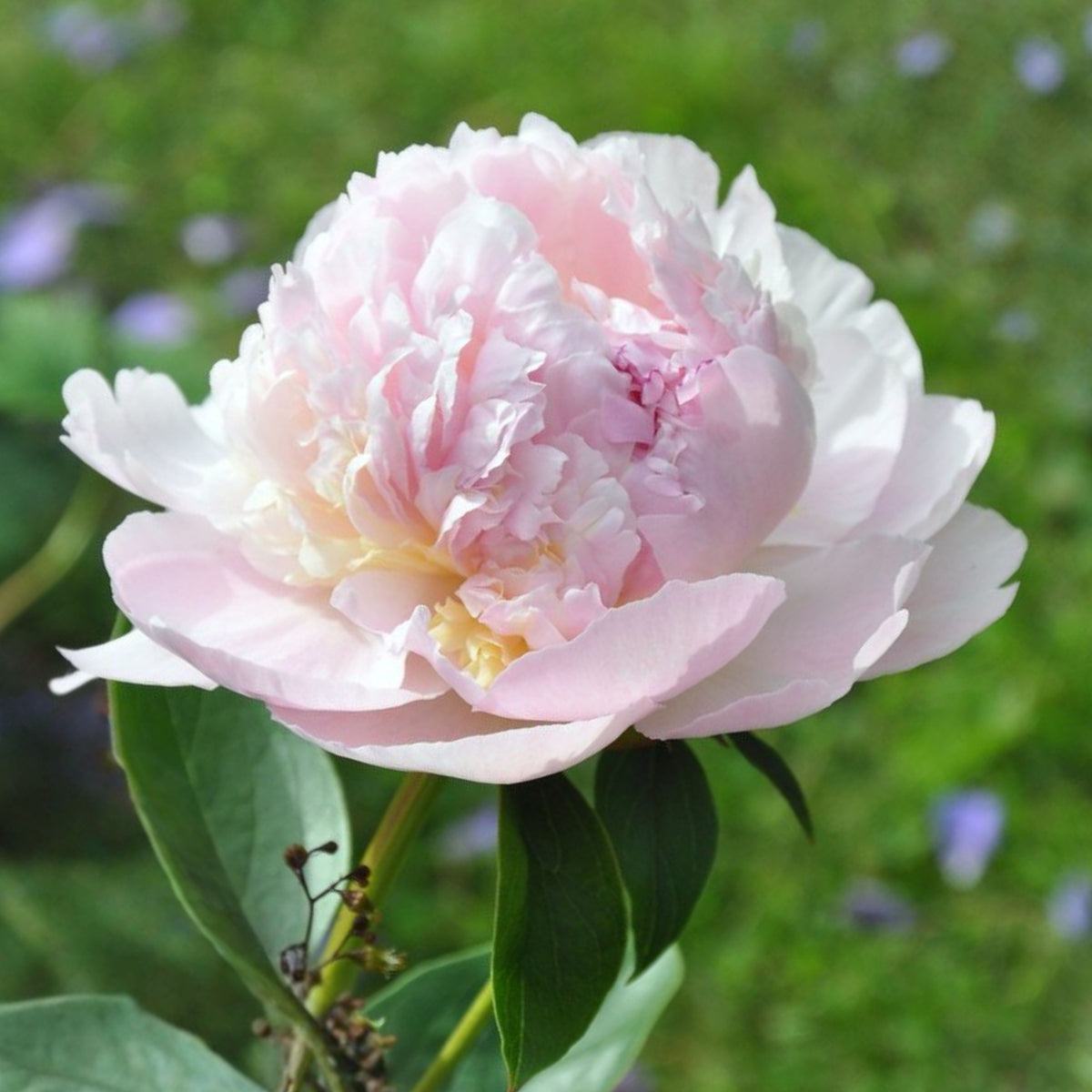 Eden's Perfume Peony Seeds - Herbaceous, 10+ seeds