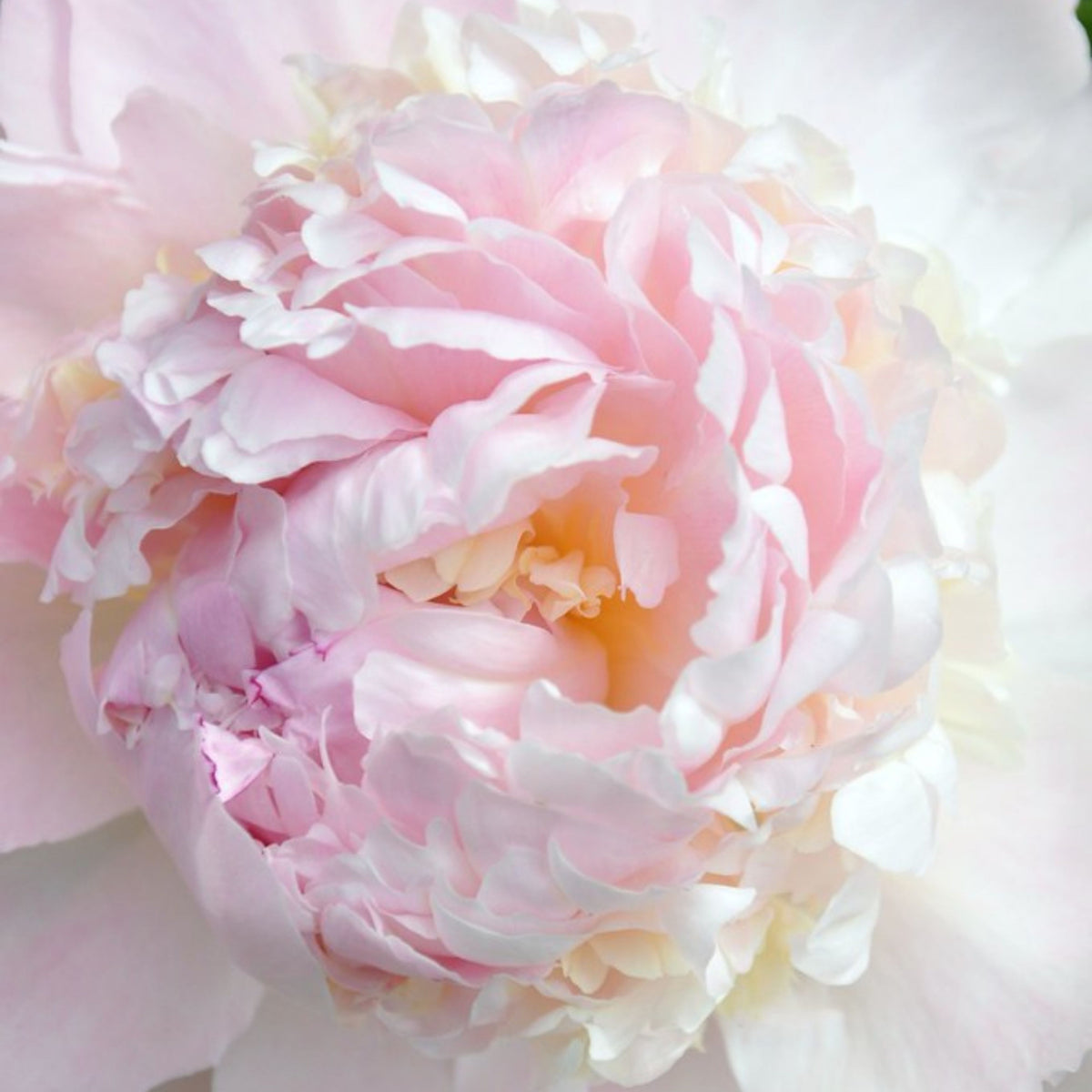 Eden's Perfume Peony Seeds - Herbaceous, 10+ seeds