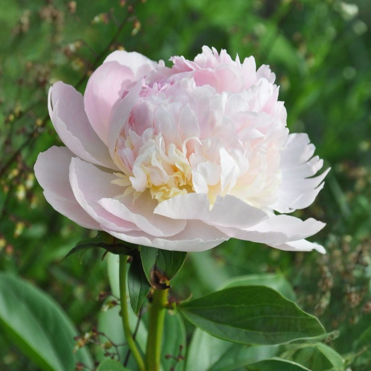 Eden's Perfume Peony Seeds - Herbaceous, 10+ seeds