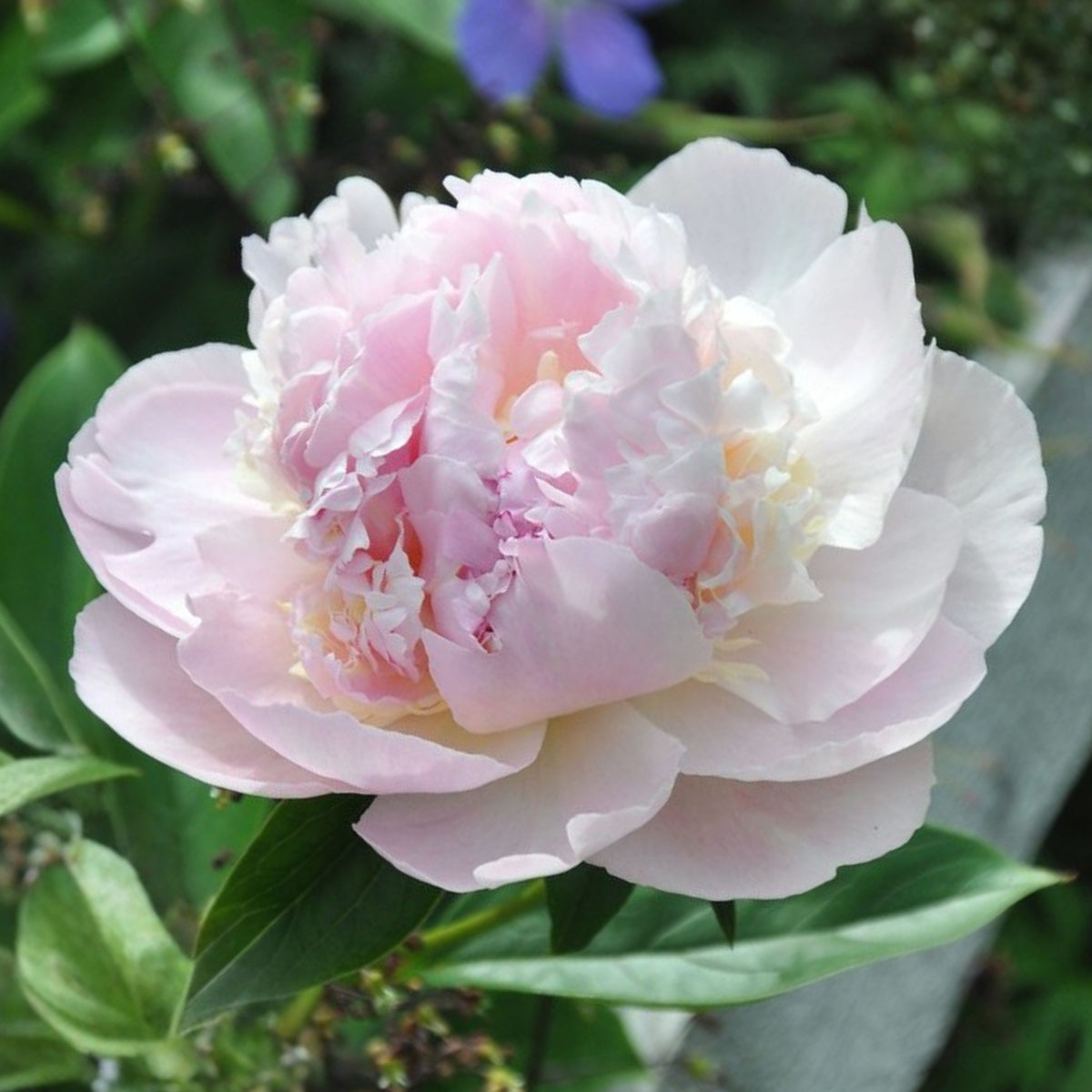 Eden's Perfume Peony Seeds - Herbaceous, 10+ seeds