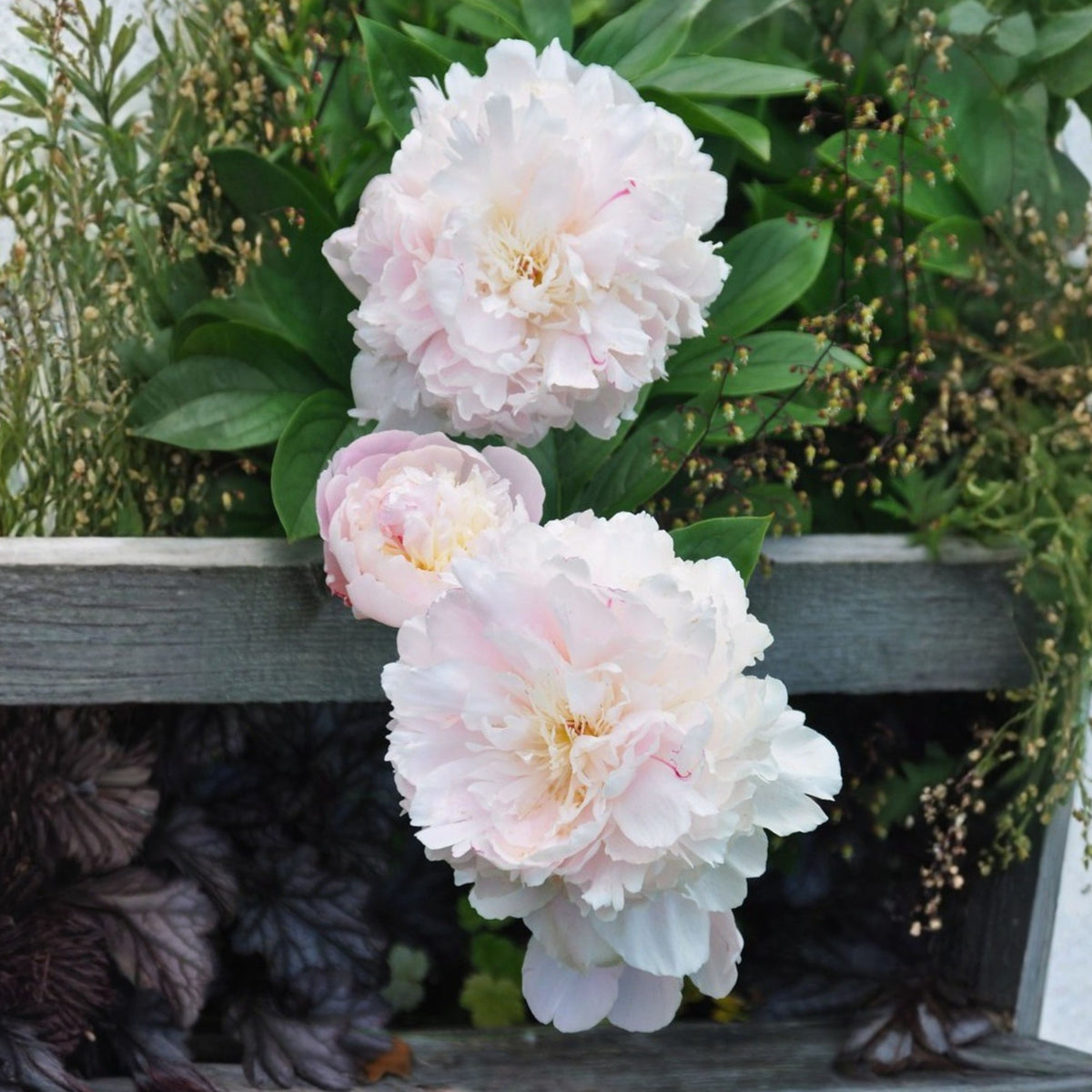 Eden's Perfume Peony Seeds - Herbaceous, 10+ seeds