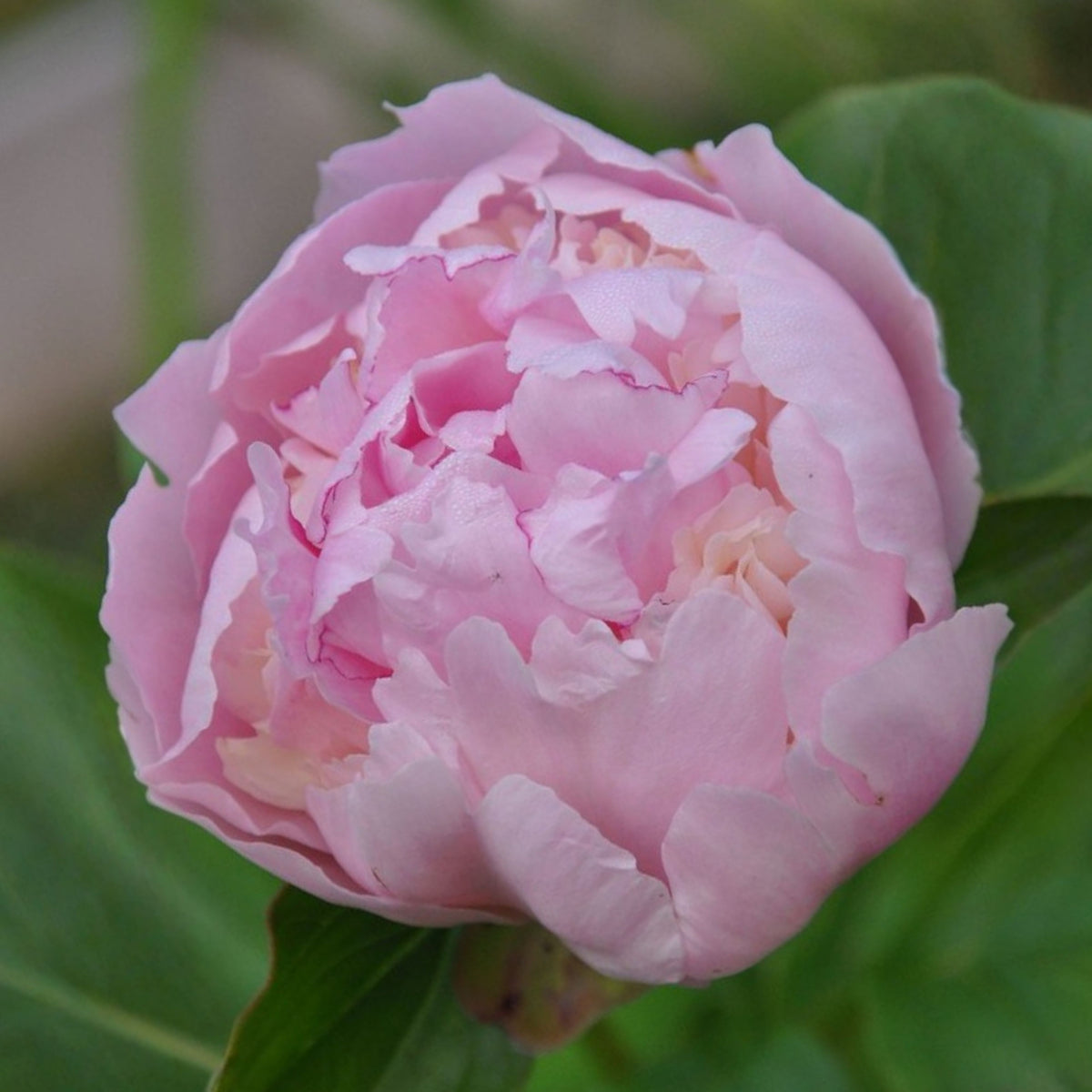 Eden's Perfume Peony Seeds - Herbaceous, 10+ seeds