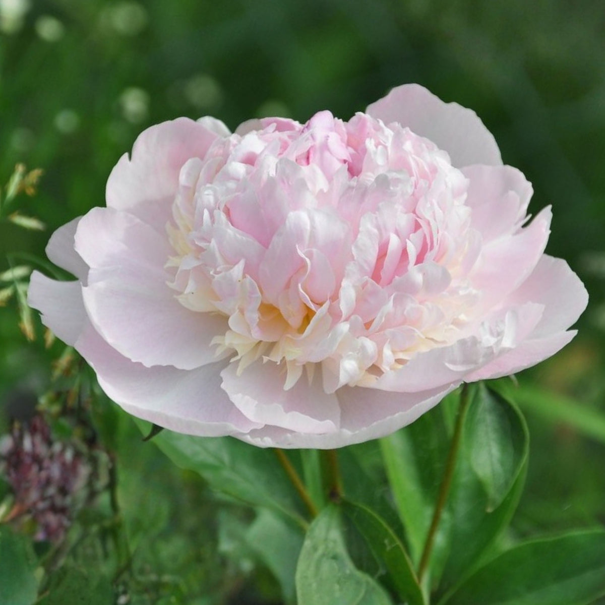 Eden's Perfume Peony Seeds - Herbaceous, 10+ seeds