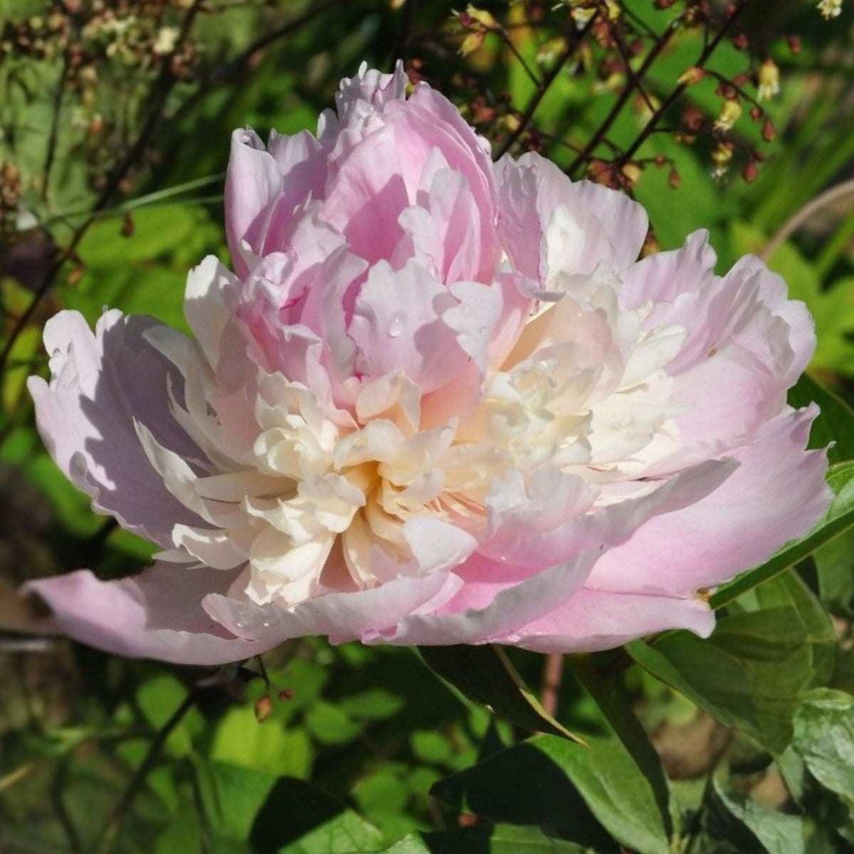 Eden's Perfume Peony Seeds - Herbaceous, 10+ seeds