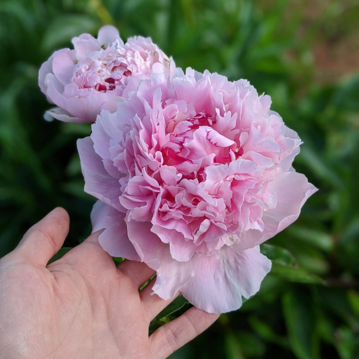 Eden's Perfume Peony Seeds - Herbaceous, 10+ seeds