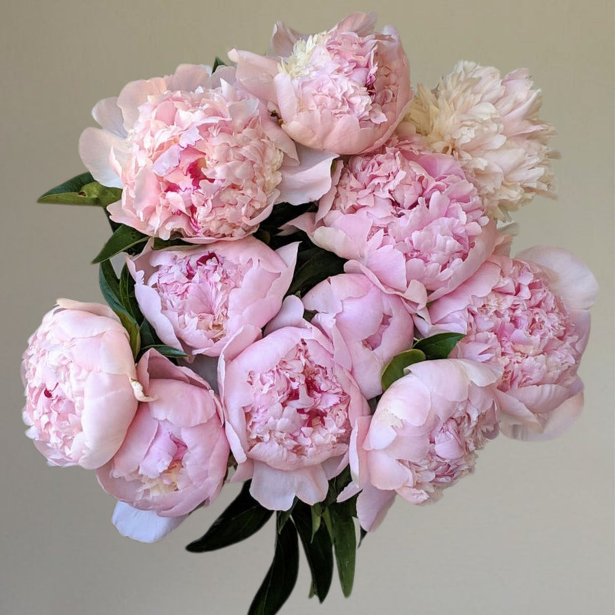 Eden's Perfume Peony Seeds - Herbaceous, 10+ seeds