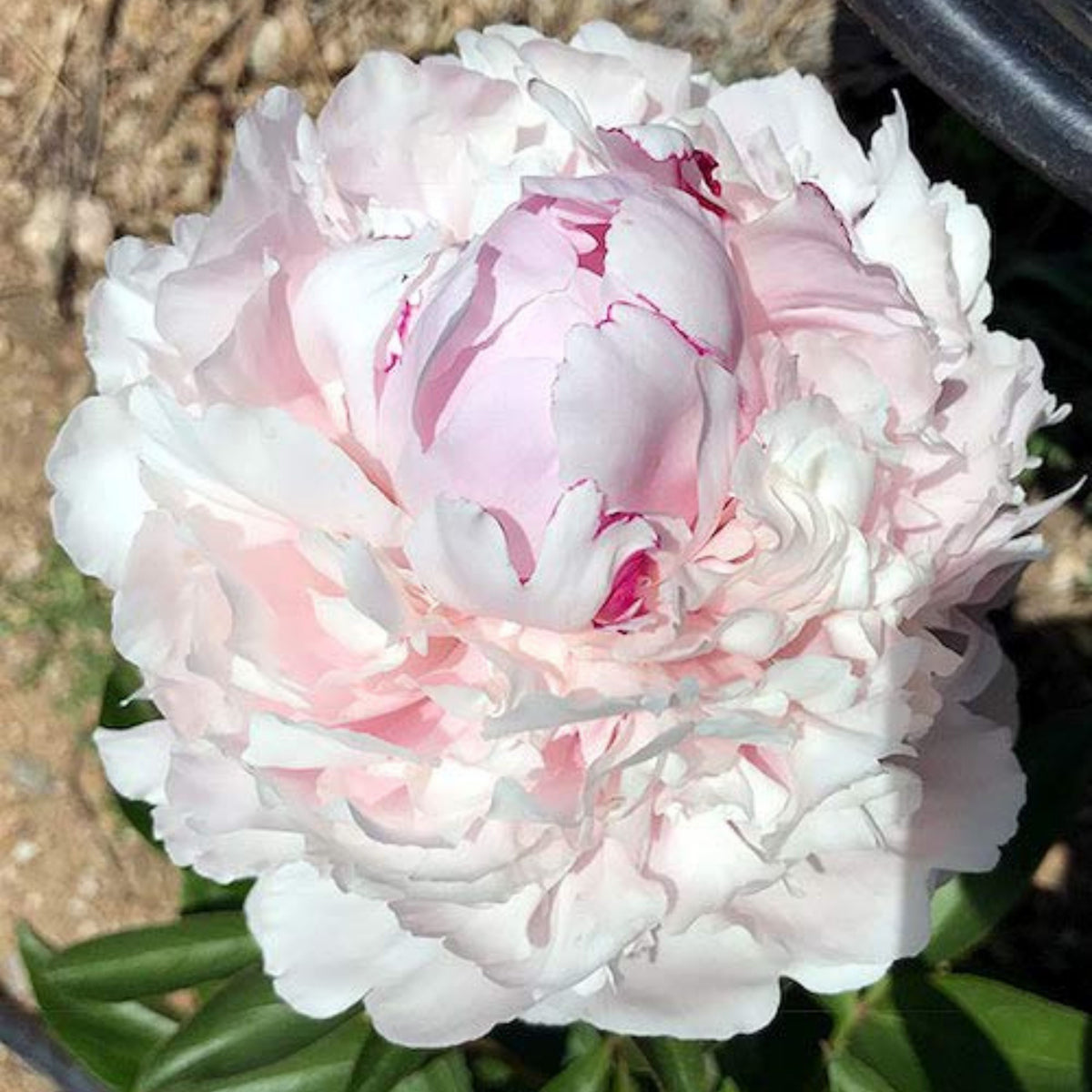 Eden's Perfume Peony Seeds - Herbaceous, 10+ seeds