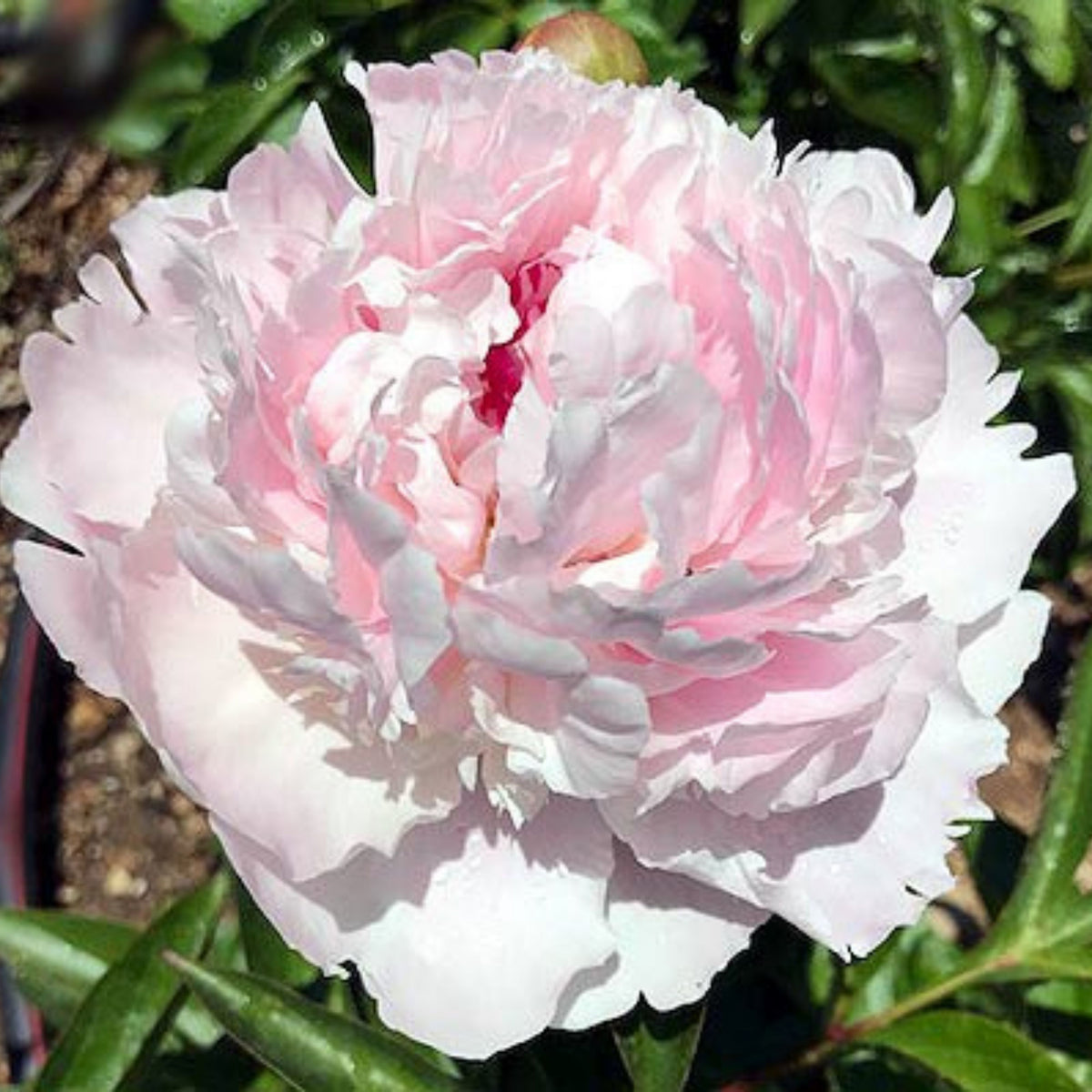 Eden's Perfume Peony Seeds - Herbaceous, 10+ seeds