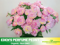 10+ Rare Seeds|   Eden's Perfume  Peony Seeds (Paeonia, Herbaceous Peony) – Rare Heirloom - Open Pollinated -  Romantic Perennial Blooms for Cottage Garden, Fragrant Cut Flowers, Easy to Grow #B044