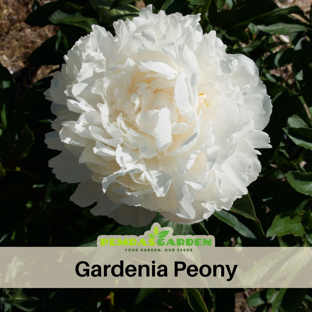 Eden's Perfume Peony Seeds - Chinese Peony, Double Blooms, 10+ seeds