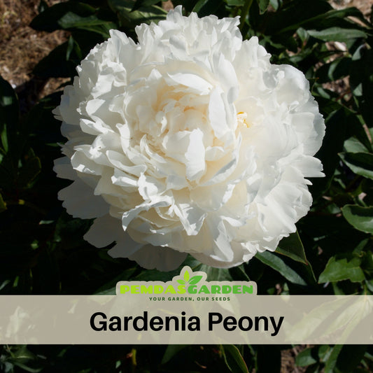 Eden's Perfume Peony Seeds - Chinese Peony, Double Blooms, 10+ seeds