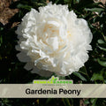 10+ Rare Seeds| Eden's Perfume  Peony Seeds (Paeonia, Chinese Peony) – Double Blooms, Vibrant Garden Blooms, Romantic Perennial Blooms for Cottage Garden, Fragrant Cut Flowers, Easy to Grow#B045