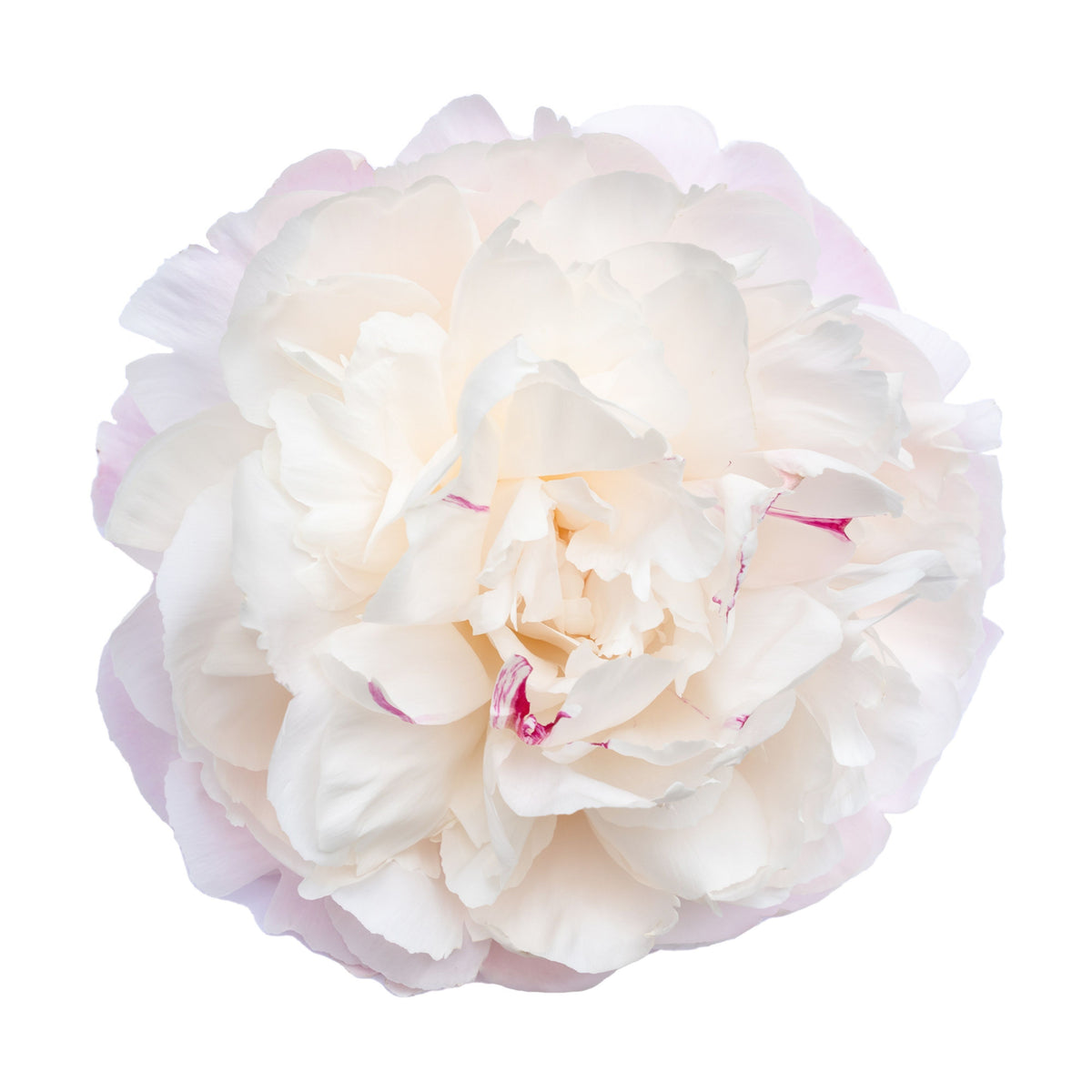 Eden's Perfume Peony Seeds - Chinese Peony, Double Blooms, 10+ seeds