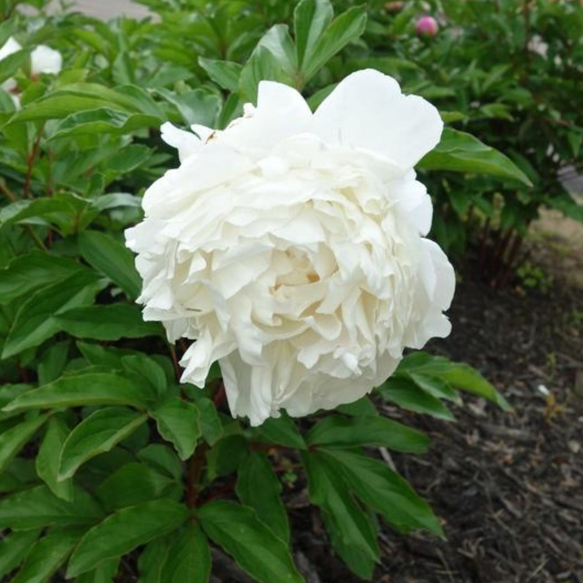 Eden's Perfume Peony Seeds - Chinese Peony, Double Blooms, 10+ seeds