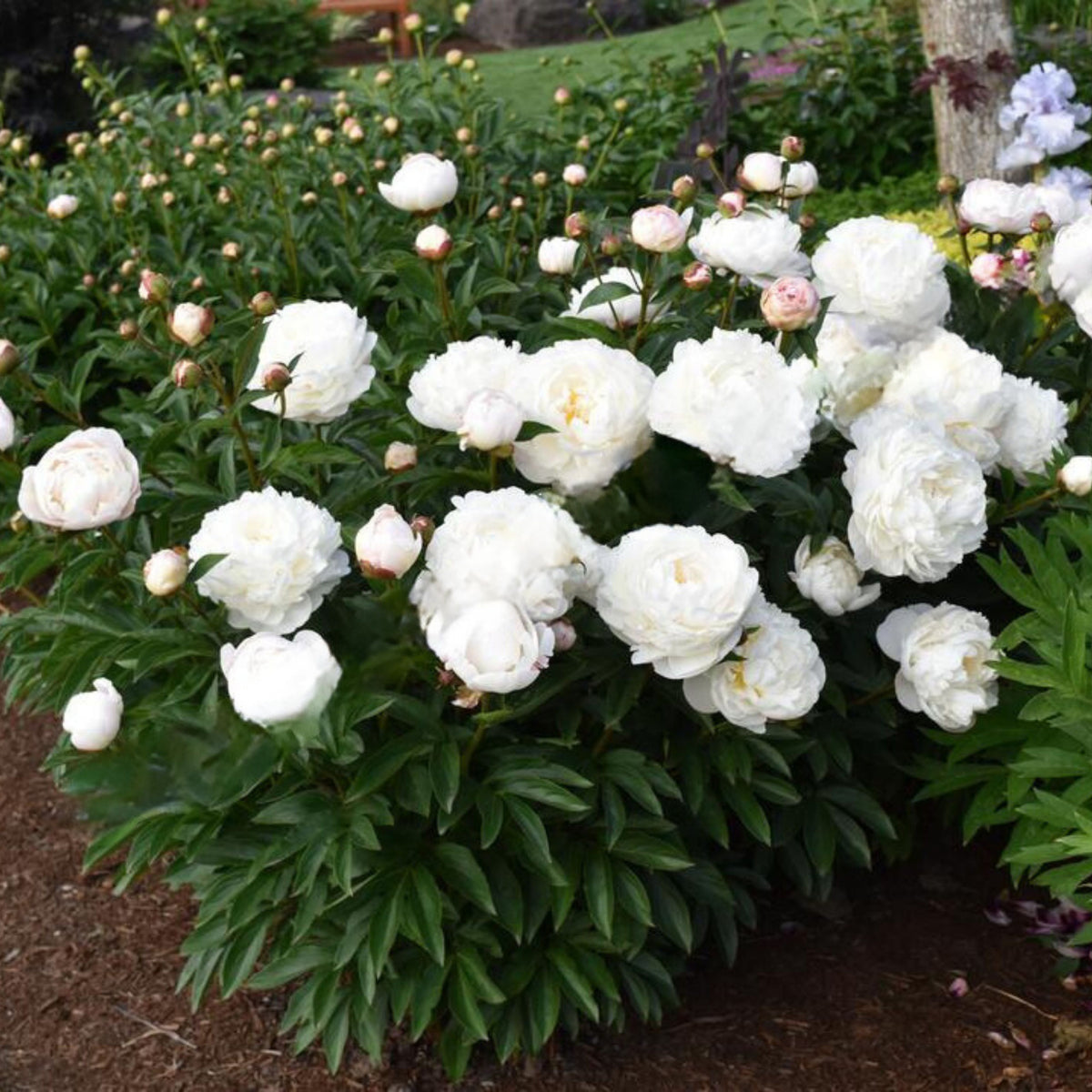 Eden's Perfume Peony Seeds - Chinese Peony, Double Blooms, 10+ seeds