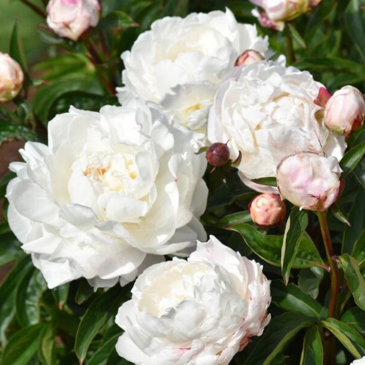 Eden's Perfume Peony Seeds - Chinese Peony, Double Blooms, 10+ seeds
