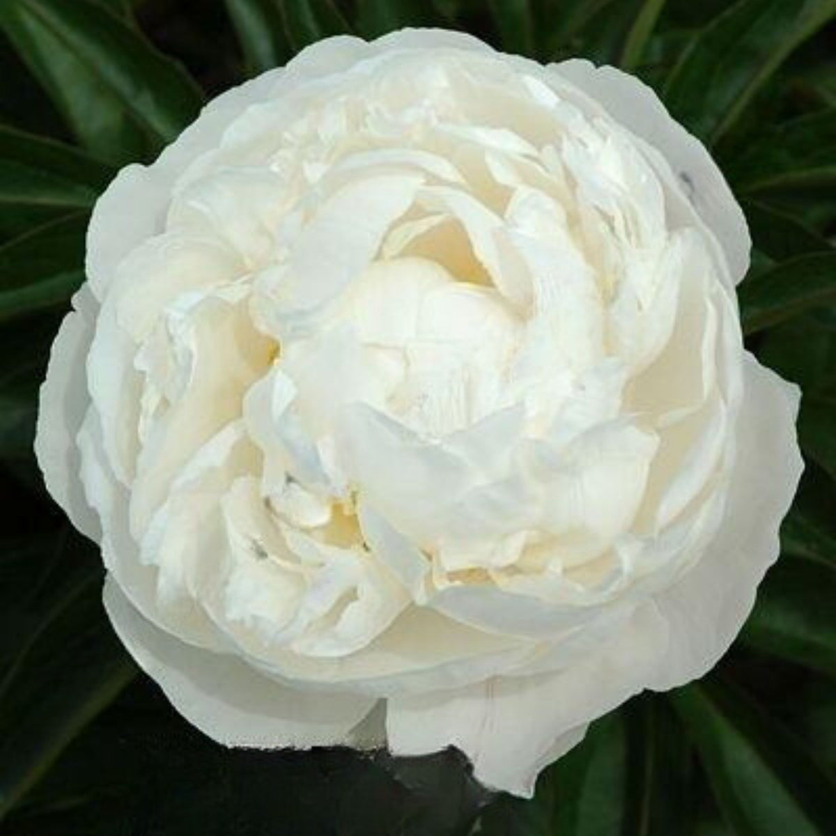 Eden's Perfume Peony Seeds - Chinese Peony, Double Blooms, 10+ seeds