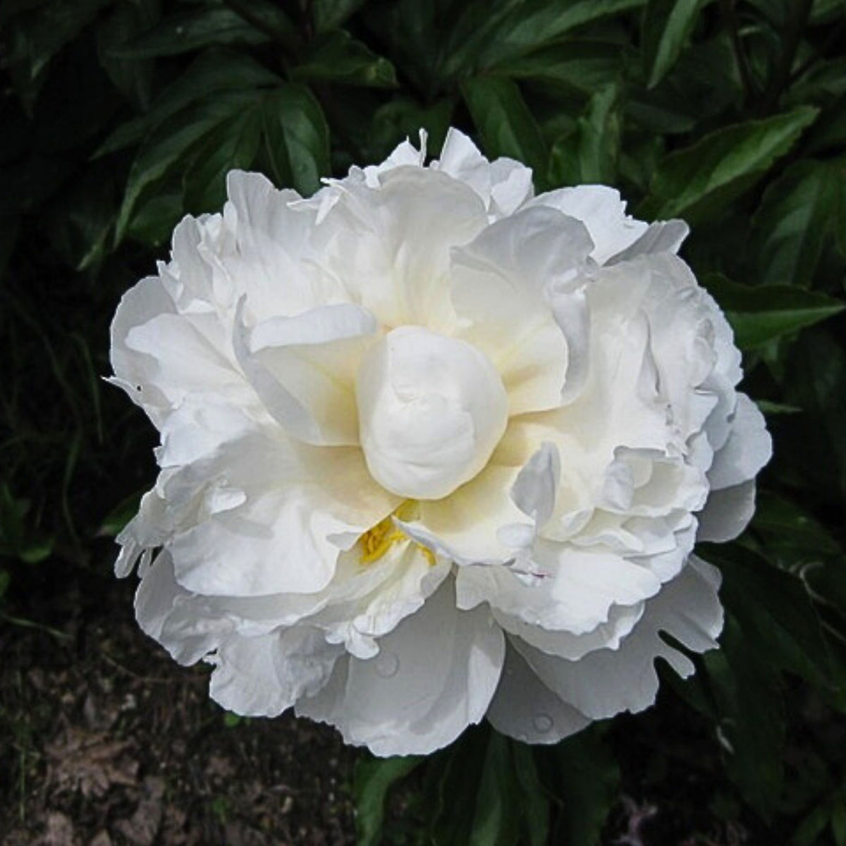 Eden's Perfume Peony Seeds - Chinese Peony, Double Blooms, 10+ seeds
