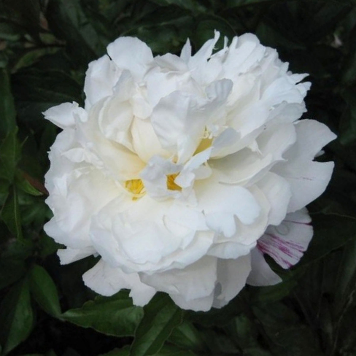 Eden's Perfume Peony Seeds - Chinese Peony, Double Blooms, 10+ seeds