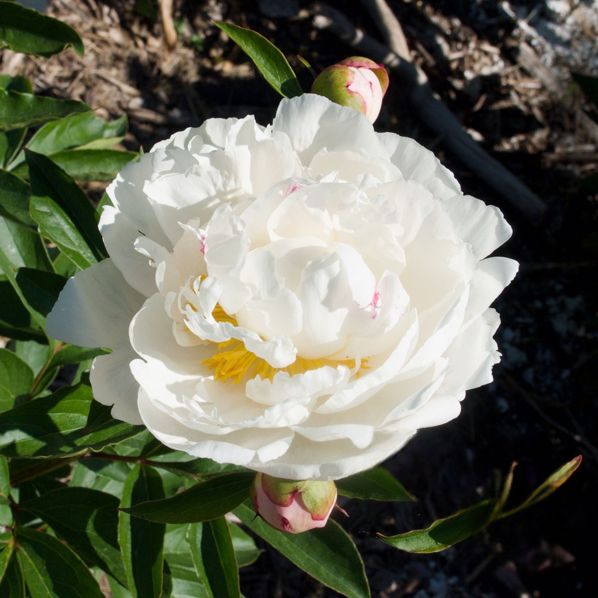 Eden's Perfume Peony Seeds - Chinese Peony, Double Blooms, 10+ seeds