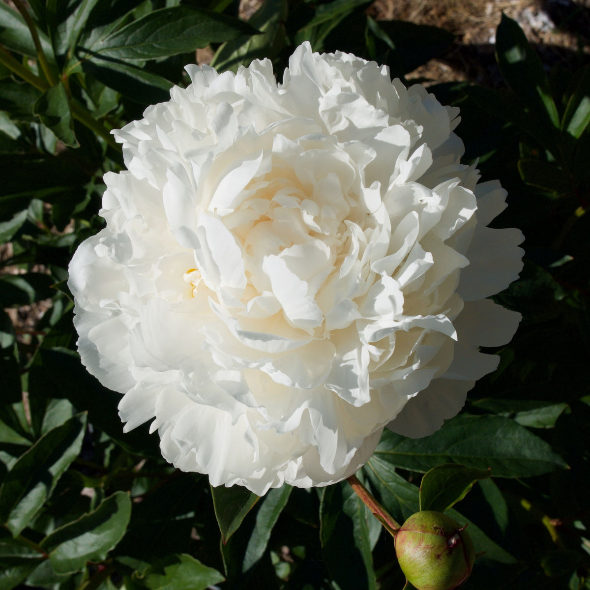 Eden's Perfume Peony Seeds - Chinese Peony, Double Blooms, 10+ seeds