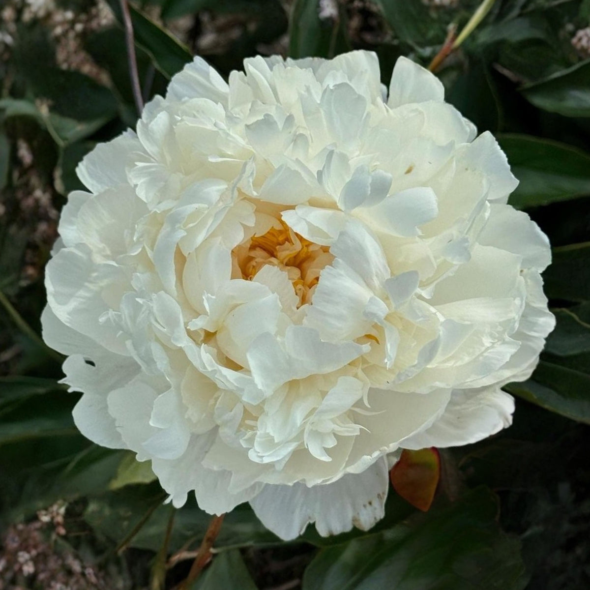 Eden's Perfume Peony Seeds - Chinese Peony, Double Blooms, 10+ seeds