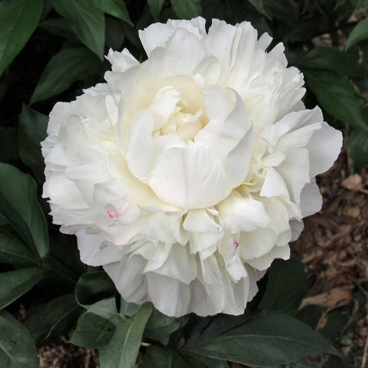 Eden's Perfume Peony Seeds - Chinese Peony, Double Blooms, 10+ seeds