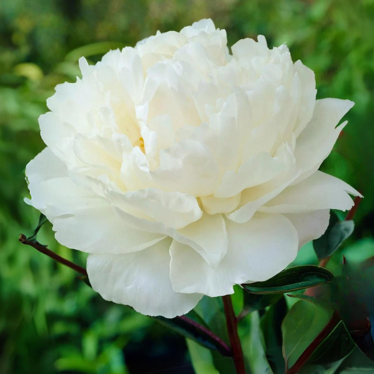 Eden's Perfume Peony Seeds - Chinese Peony, Double Blooms, 10+ seeds