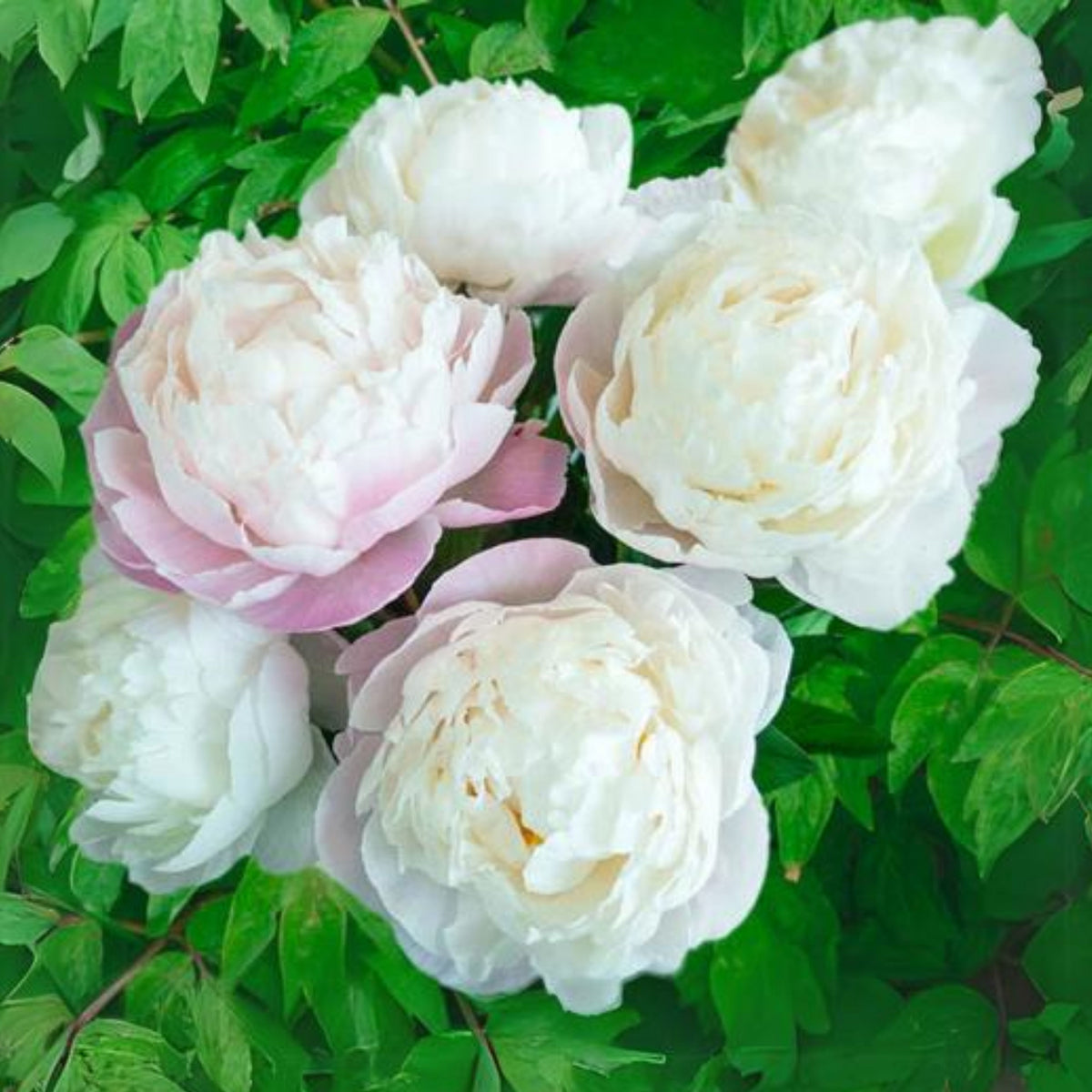Eden's Perfume Peony Seeds - Chinese Peony, Double Blooms, 10+ seeds