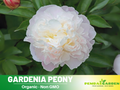 10+ Rare Seeds| Eden's Perfume  Peony Seeds (Paeonia, Chinese Peony) – Double Blooms, Vibrant Garden Blooms, Romantic Perennial Blooms for Cottage Garden, Fragrant Cut Flowers, Easy to Grow#B045