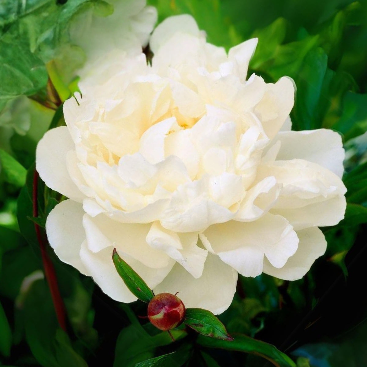 Eden's Perfume Peony Seeds - Chinese Peony, Double Blooms, 10+ seeds