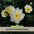 10+ Rare Seeds| Jan van Leeuwen  Peony Seeds (Paeonia, Chinese Peony) – Double Blooms,  Vibrant Garden Blooms, Romantic Perennial Blooms for Cottage Garden, Fragrant Cut Flowers, Easy to Grow#B046